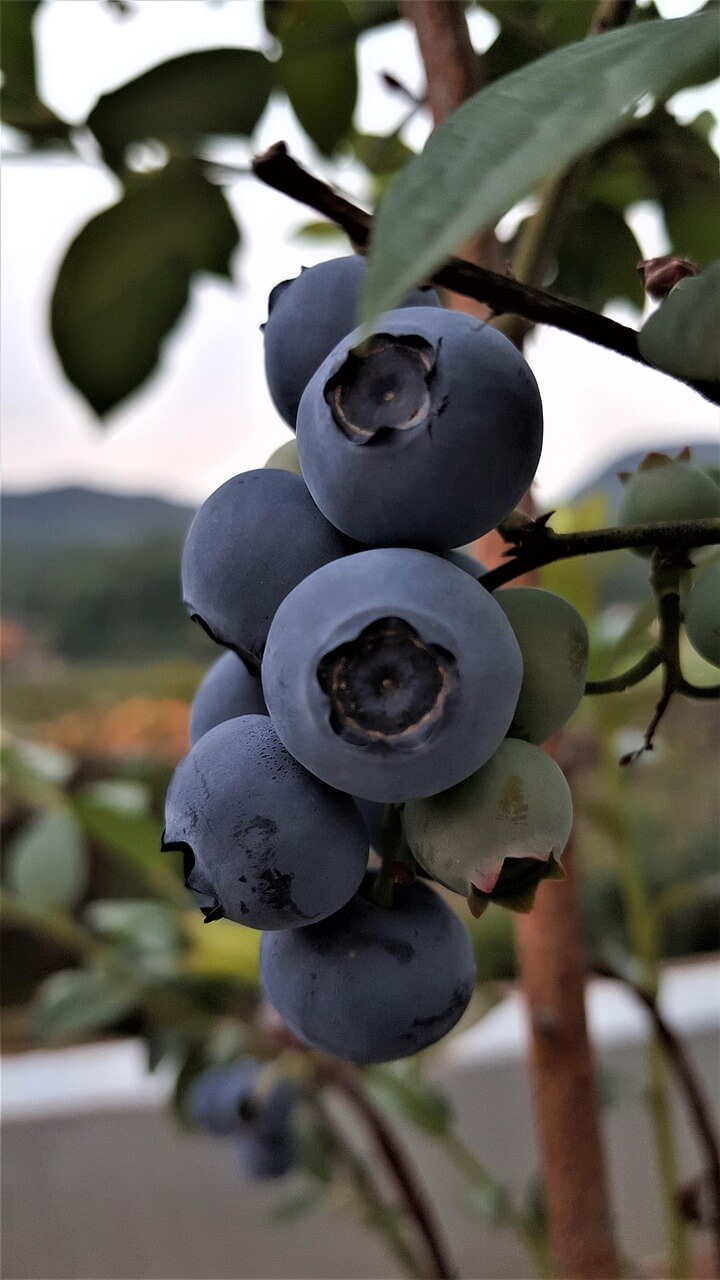 블루베리