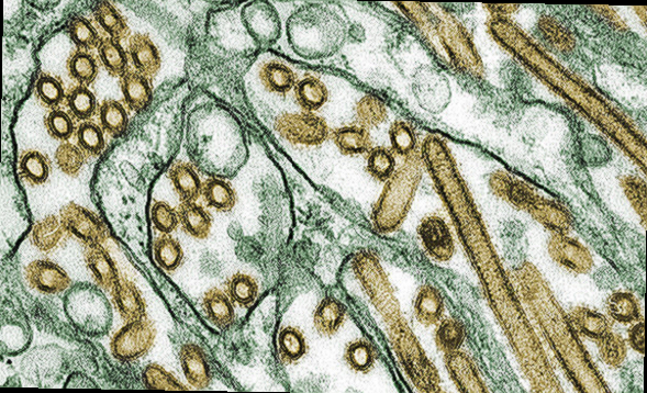 조류독감 관련주