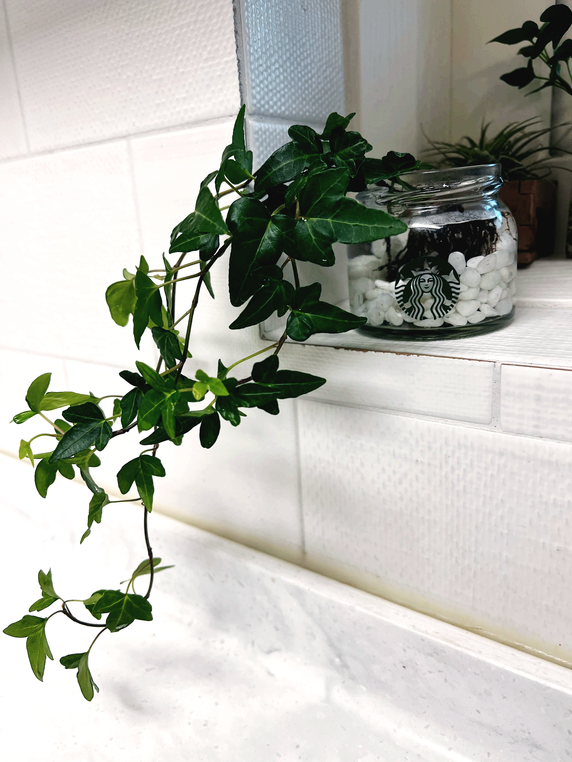 머리를 늘어뜨린 아이비