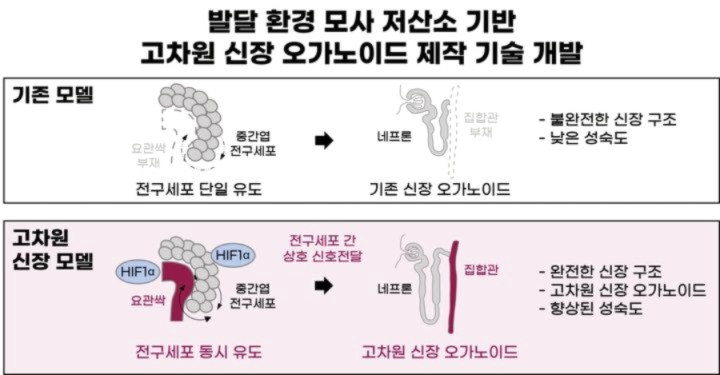 미니신장 설명 이미지