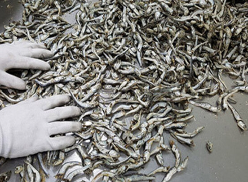 멸치볶음 만드는법 : 마른 멸치 선별