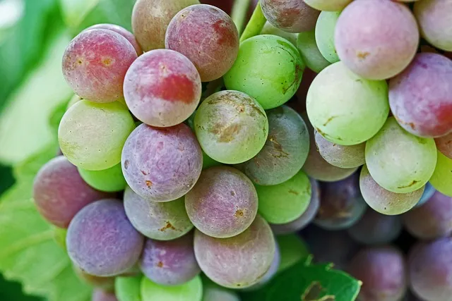 강동구 숙성회 달인 특허받은 이한진 숙성회 정보_3