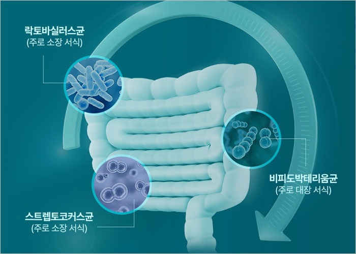 드시모네 유산균 4500 후기, 성분, 가격