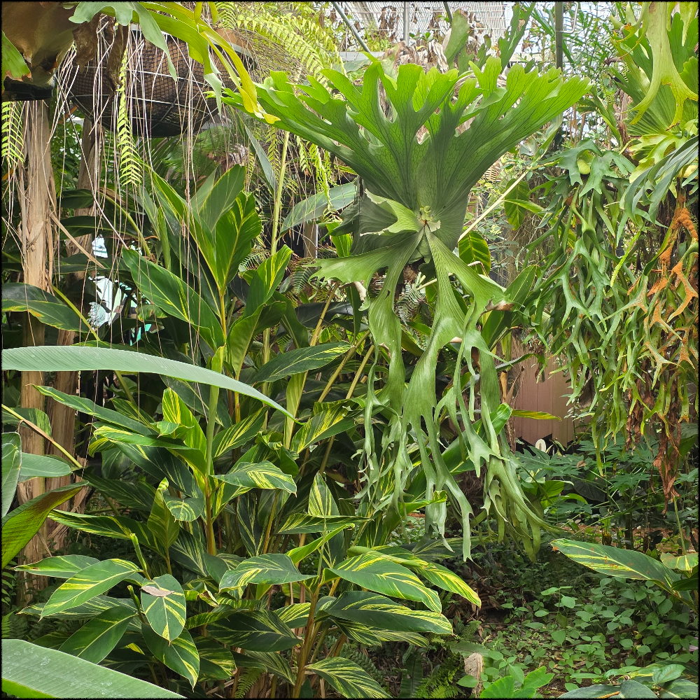 Big staghorn ferns hanging decoratively indoors