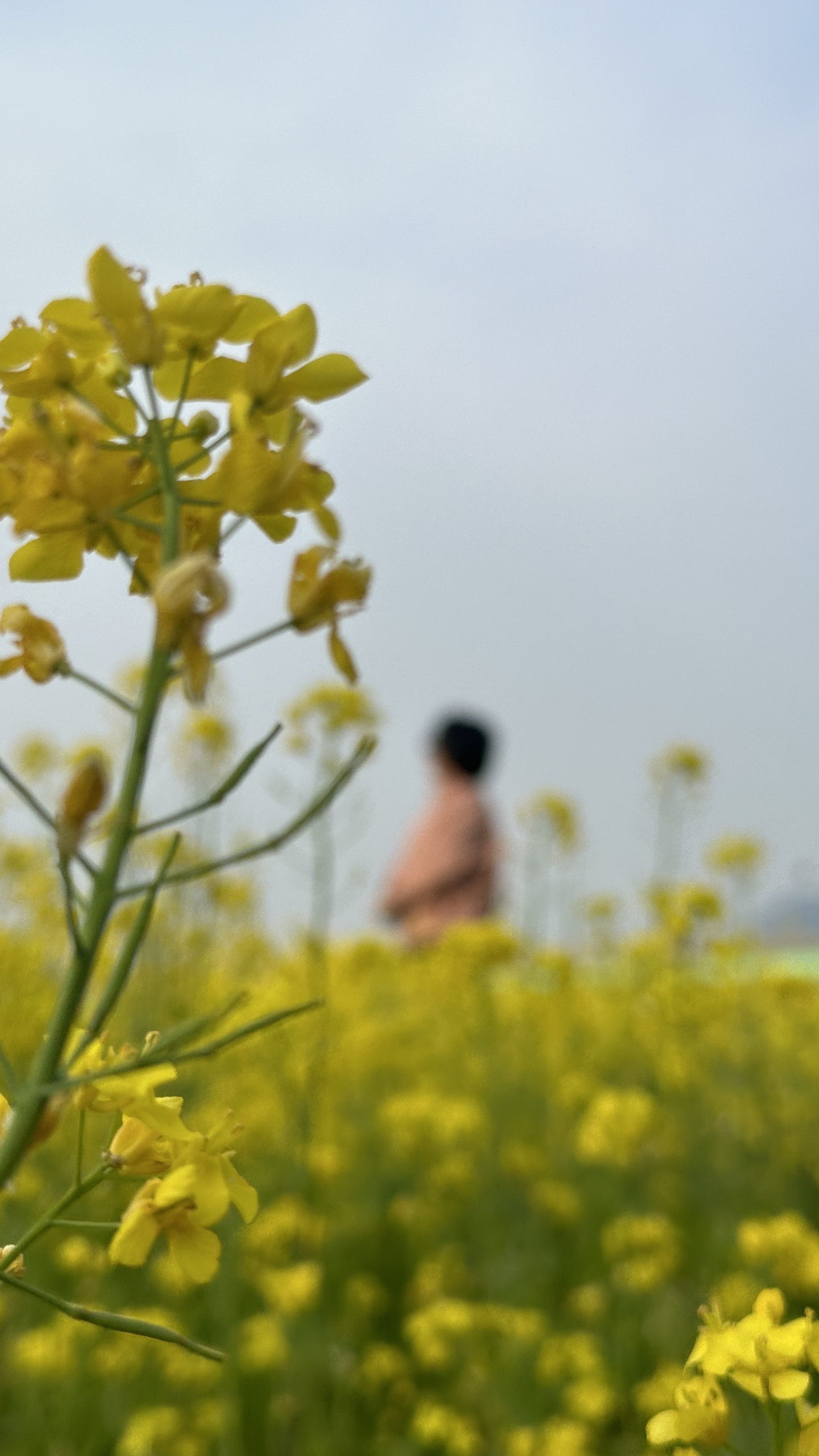 낙동강 벚꽃길, 유채밭