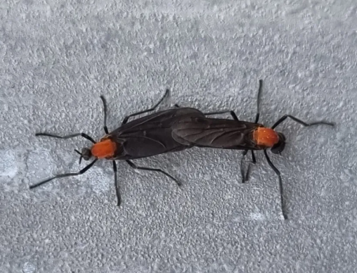 러브 버그