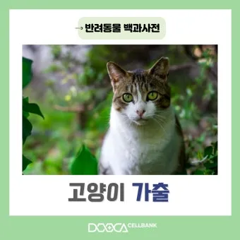 "고양이