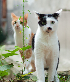 고양이 합사하는 방법