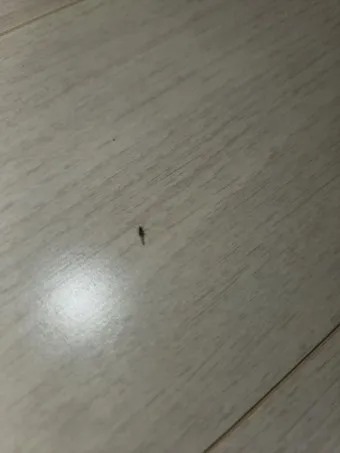 집안 벌레 퇴치법_11