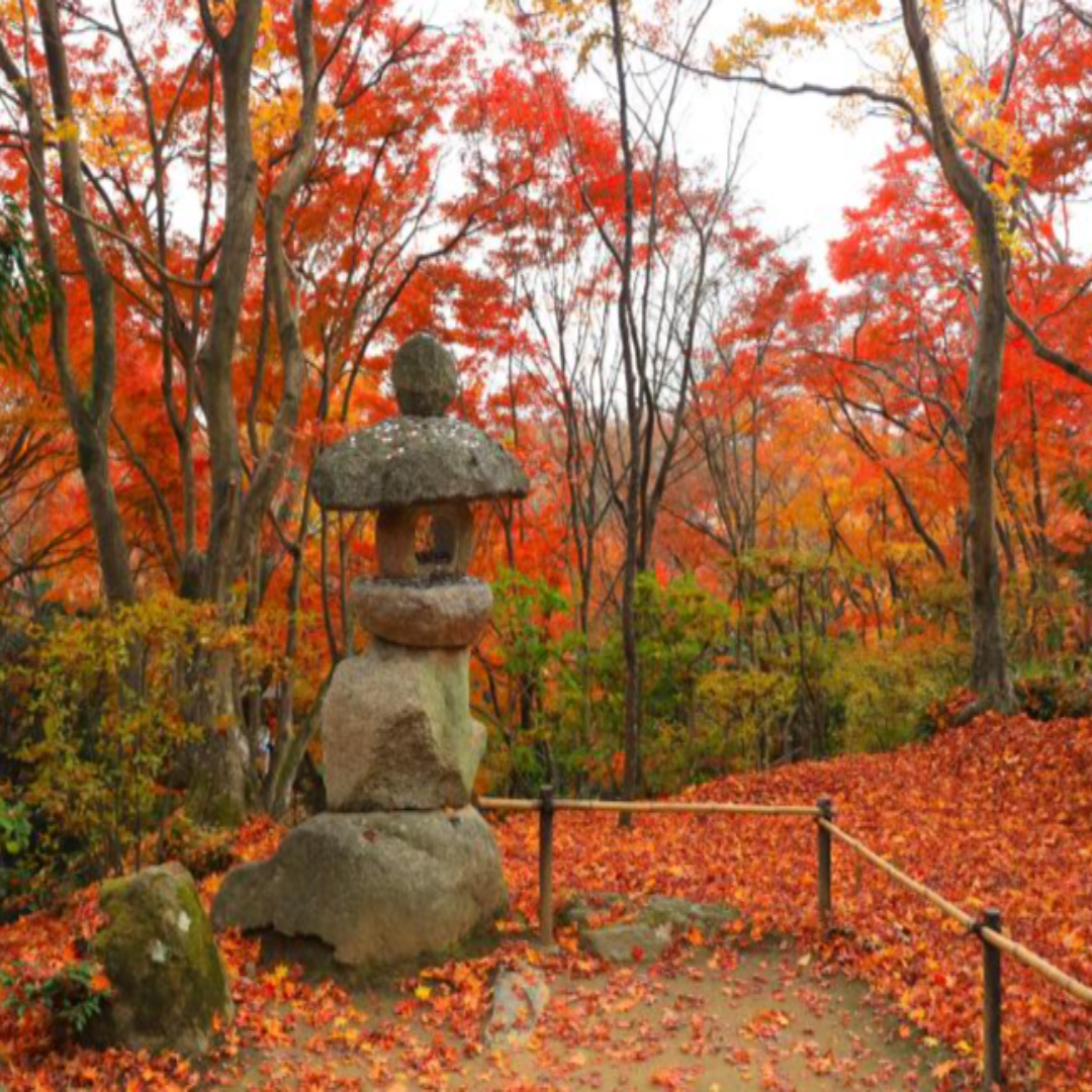 일본 가을 단풍 코스 관련 사진