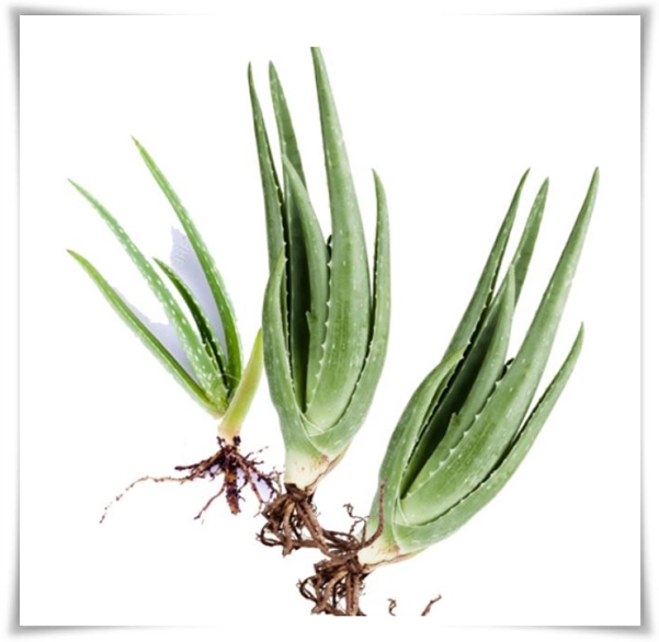 "실내 공기정화에 좋은 식물 Best 10" 공기정화 식물로 건강한 공간 만들기!