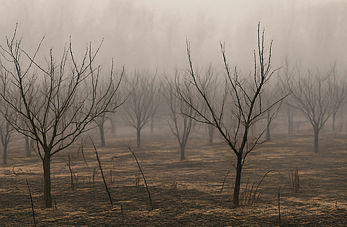 의성 산불 농업 피해 지원금 총정리 (최대 5&amp;#44;000만원까지 받는 법)