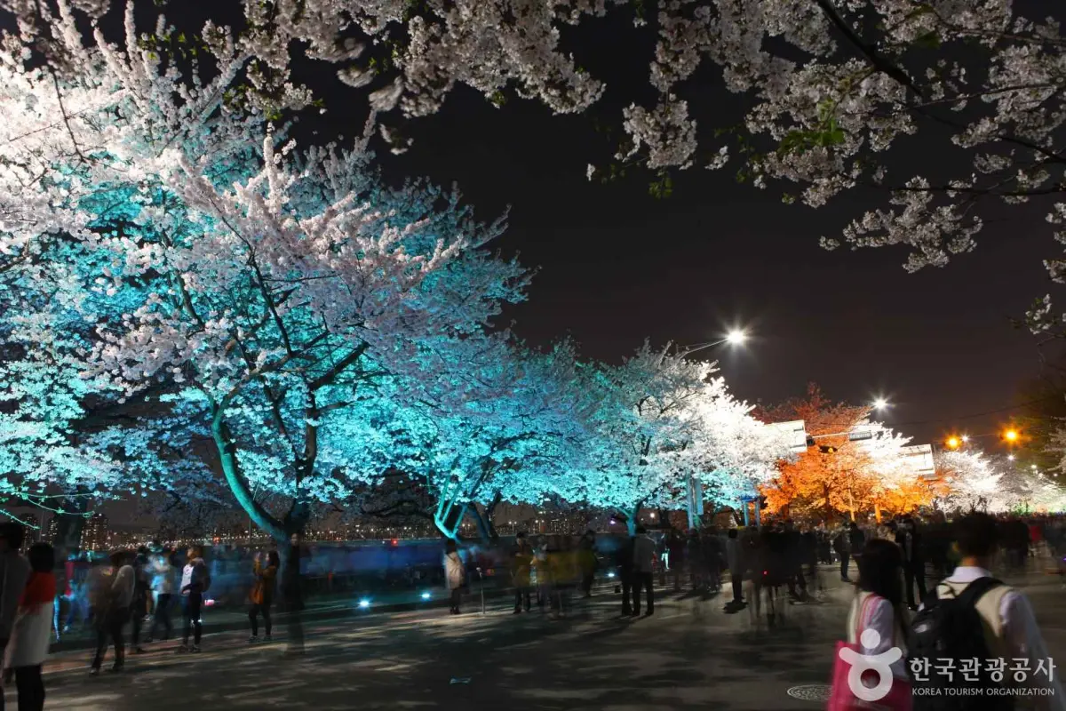 2025-벚꽃축제-벚꽃-개화시기-만개일-여의도-윤중로-야경