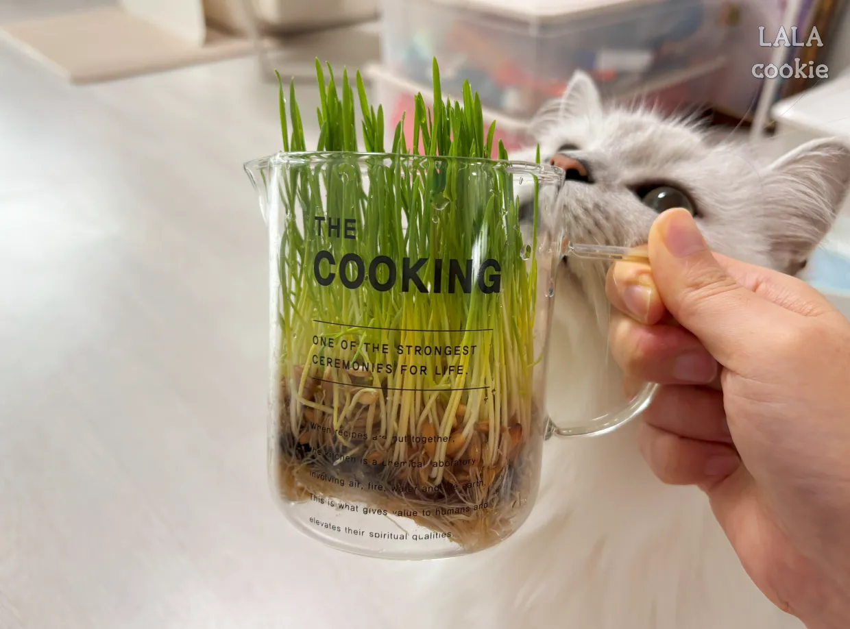 고양이가-좋아하는-풀-캣그라스-귀리-냄새맡는-고양이-사진