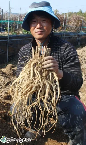 도라지 재배 종자 처리 배수 관리 굵게 키우기_7