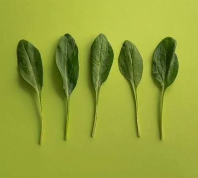 비염에 좋은 음식 10가지