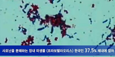 홍삼 분해 미생물