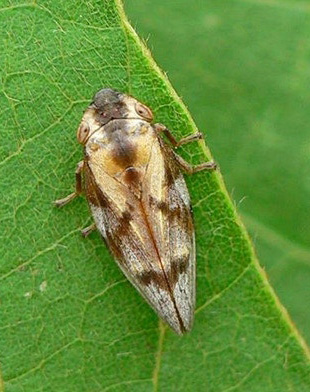 솔거품벌레 성충