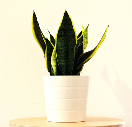 아이 키우는 집에 좋은 실내 공기 정화 식물 관련 사진