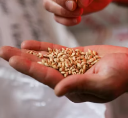 카무트 효소 부작용 분말 다이어트