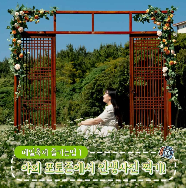 제주 메밀꽃 축제 2024 요금 행사