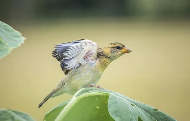 천리향 키우기와 향을 오래 유지하는 방법_5