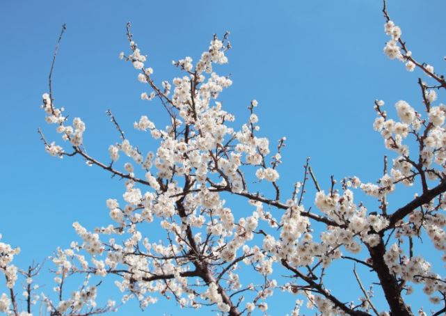 매화원