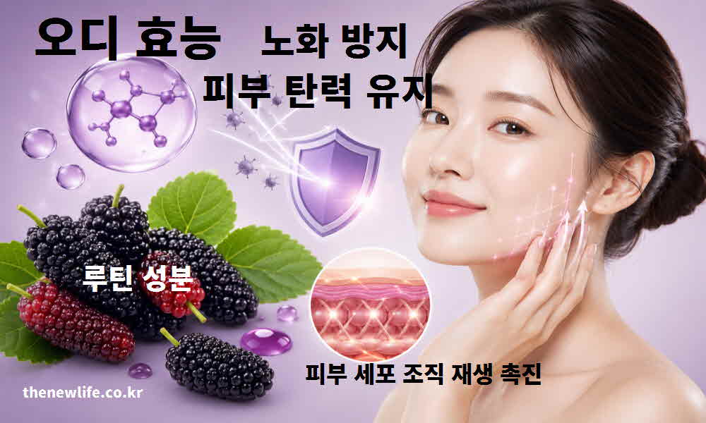 오디 효능 노화 방지 피부 탄력 유지