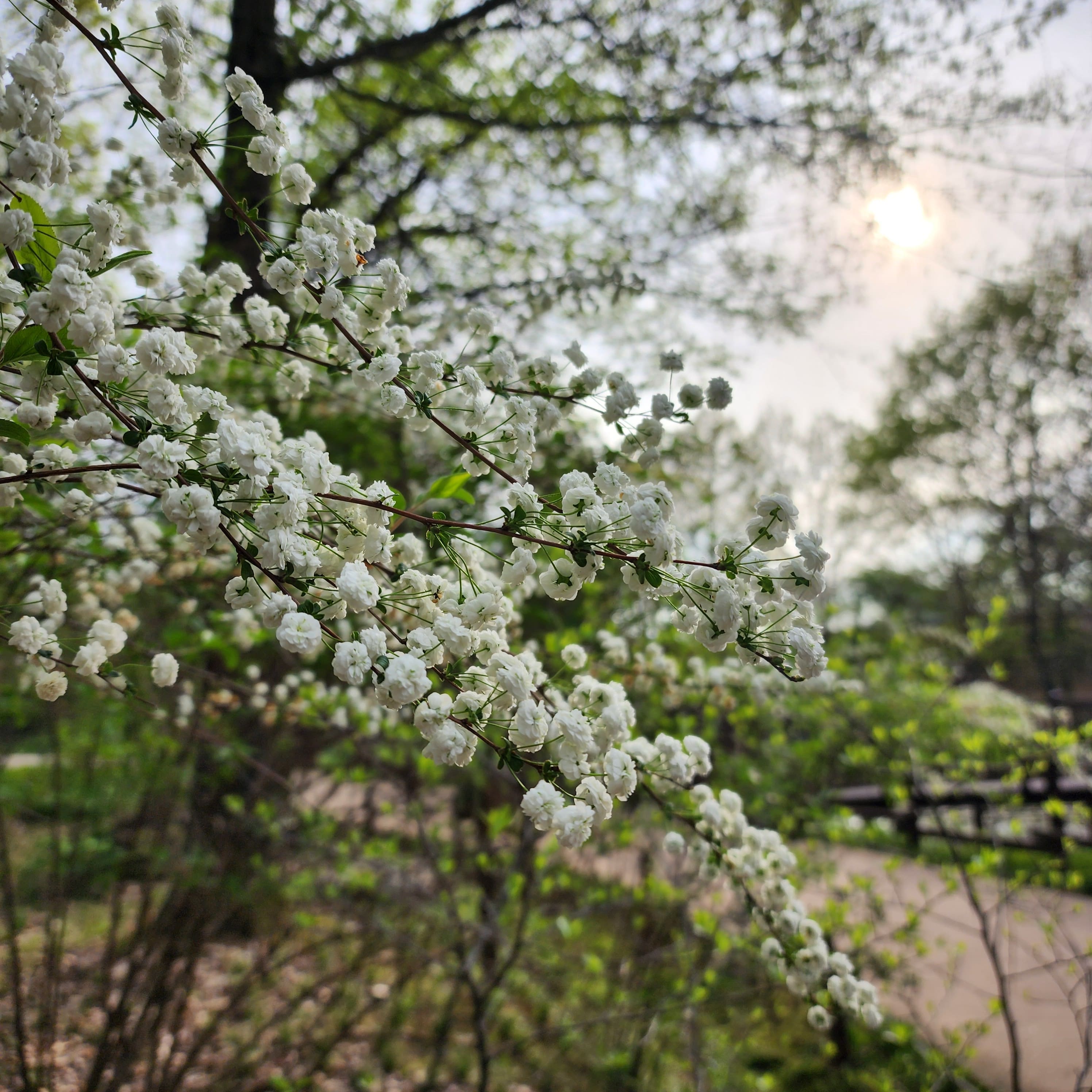 Prunus glandulosa f. albiplena Koehne