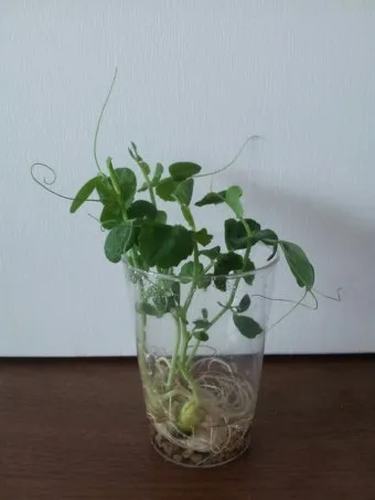 완두콩 재배 추위 견디기 지주 세우기 꼬투리 수확_12