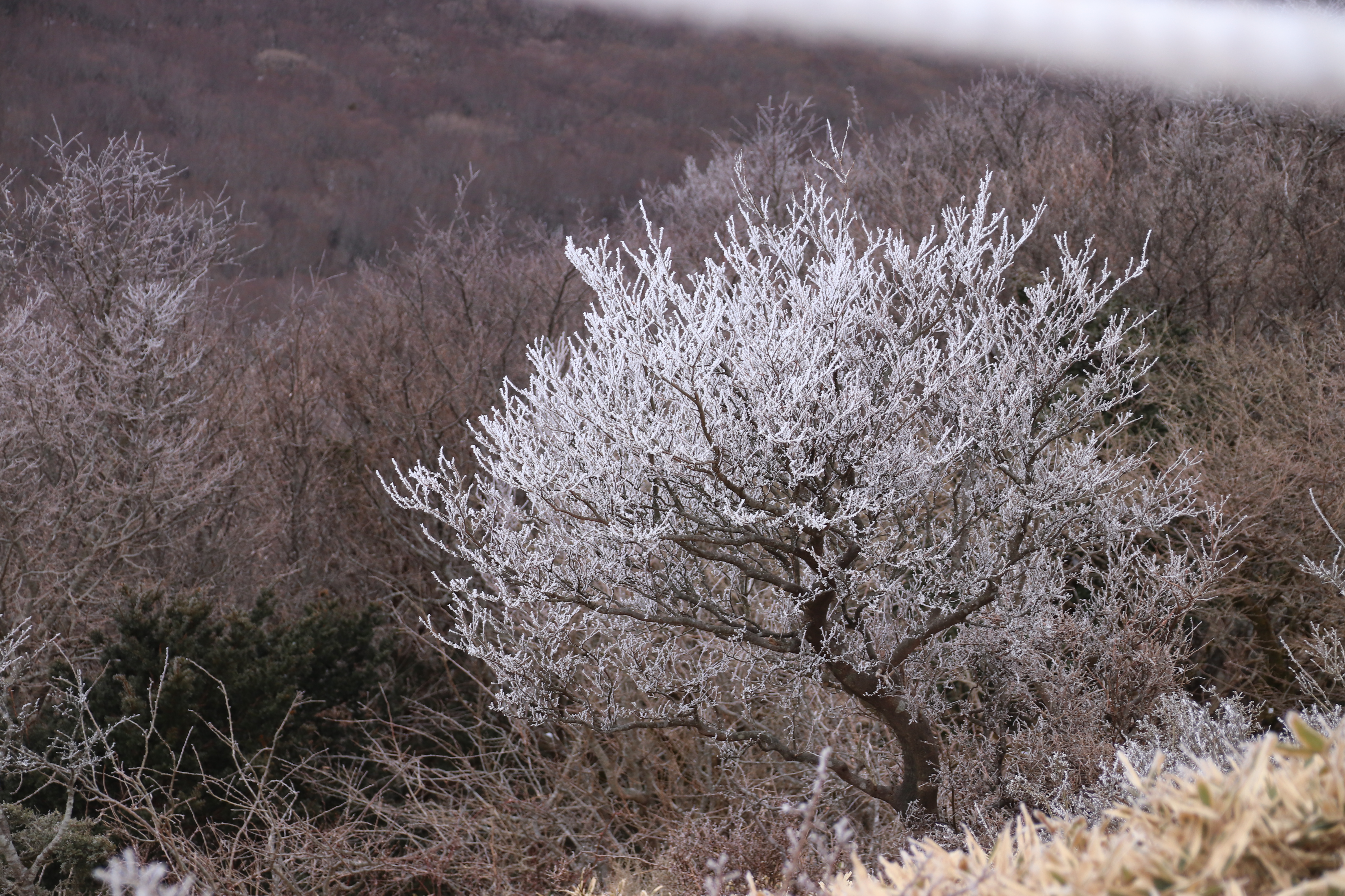 어승생악 관련 사진