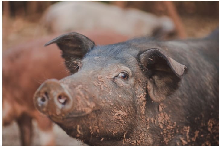 세계 최대 돼지고기 소비국 중국...인공지능만으로 돼지 복제 상공 VIDEO: In a world-first, Chinese scientists clone pigs by only using AI