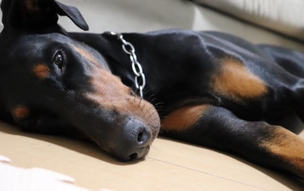 #응석부리고 싶지만 졸린 모습.