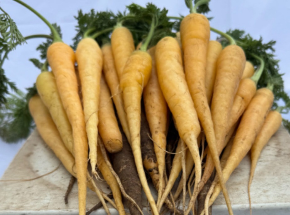 6시내고향-삼색당근-