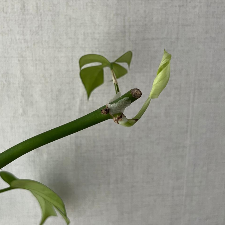 새순이 나오고 있는 몬스테라 히메