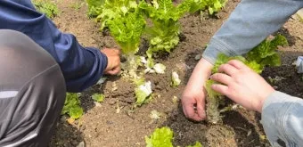 텃밭 가꾸기 모종 선택 파종 시기 물주기 비료 초보 가이드_17