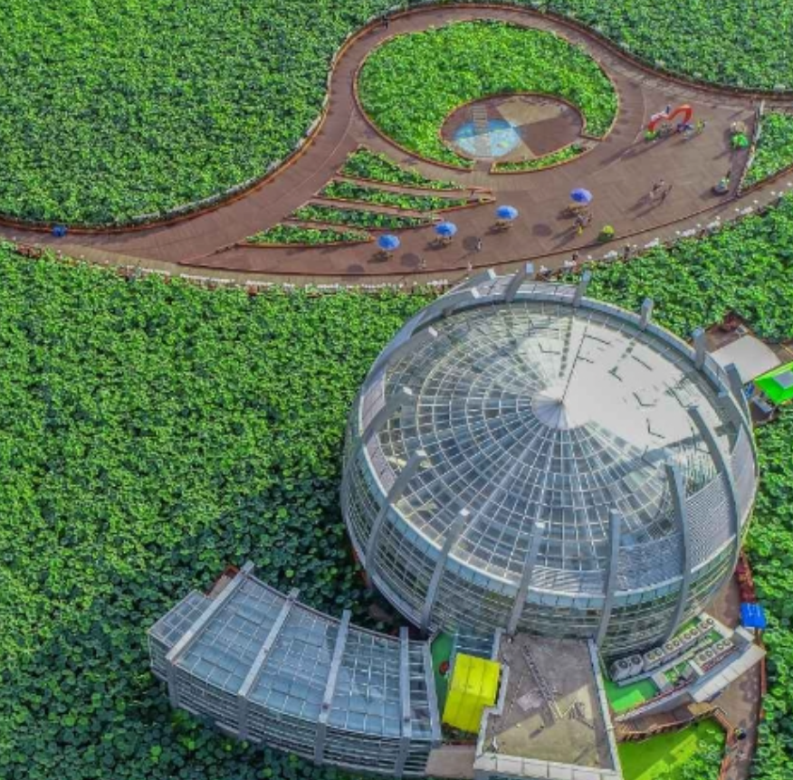 무안연꽃축제 일정 행사 정보 근처 맛집 주차장 정보