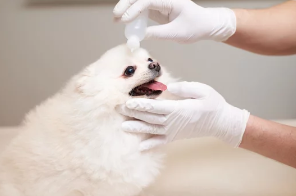 포메라니안/출처:어도비스톡