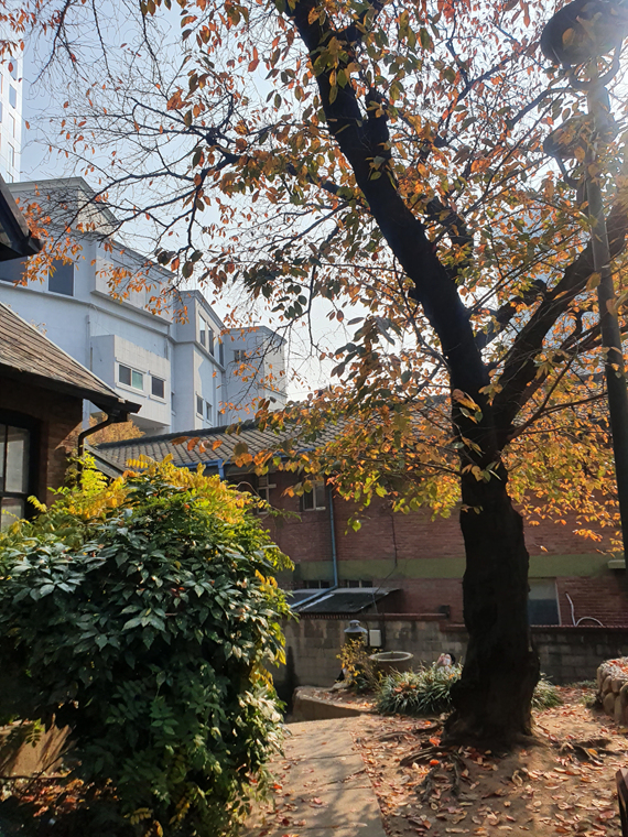 블레어-주택-앞-나무