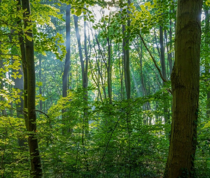 청계산 자연경관 사진