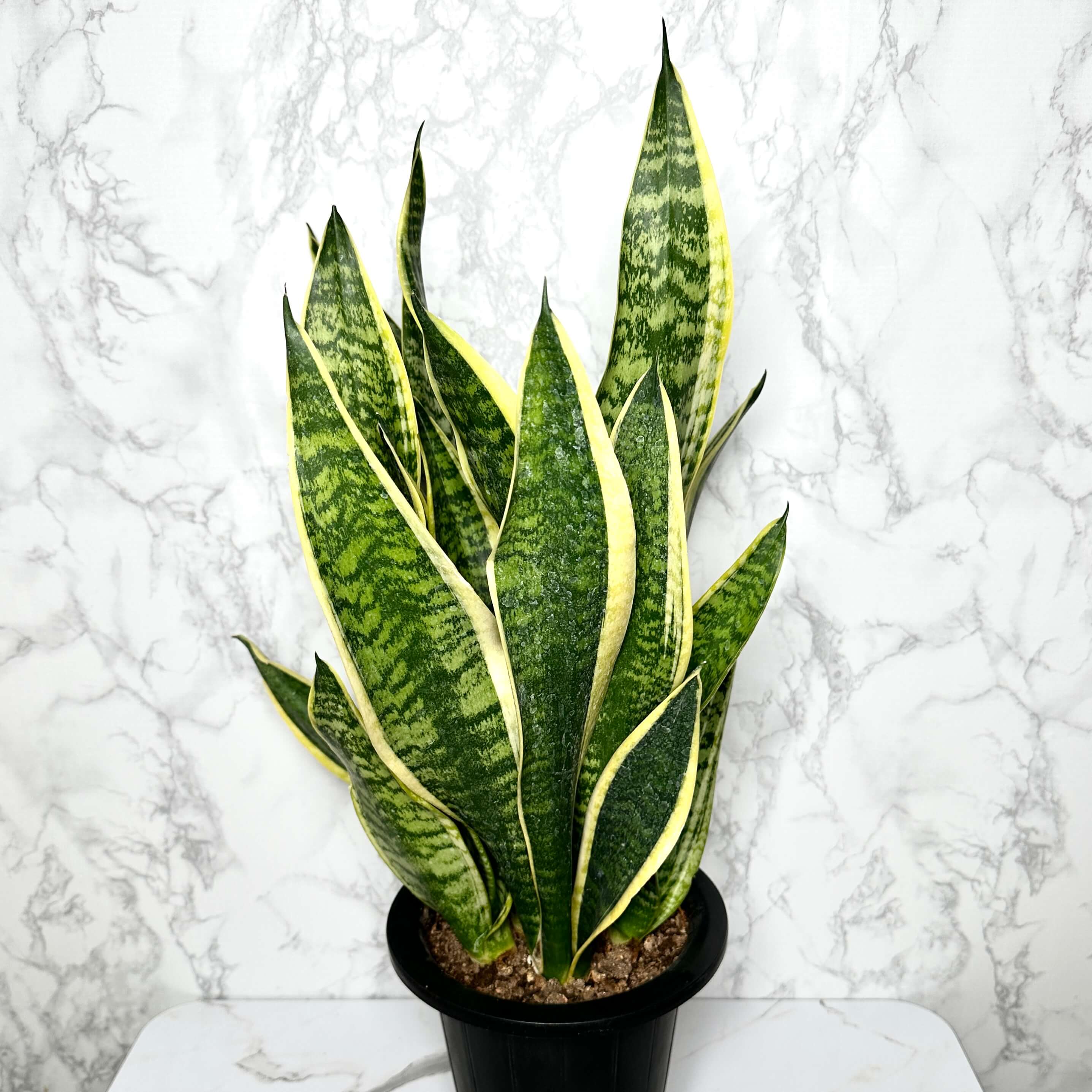 산세베리아 키우기