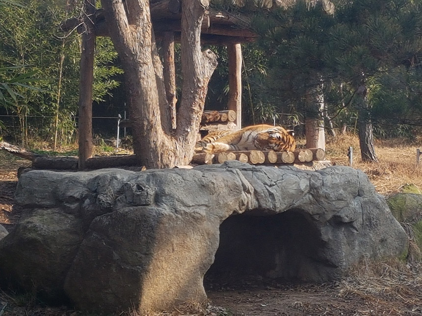 전주 동물원 호랑이