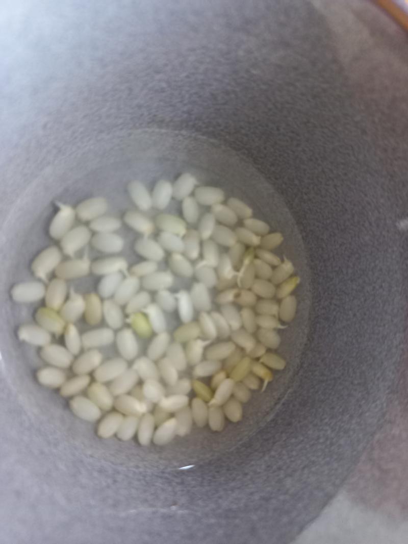 현미 발아 싹내기 실험 3일차