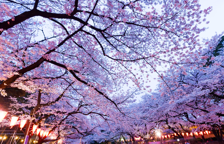 ์ผ๋ณธ ๋ฒ๊ฝ ๋ช
์