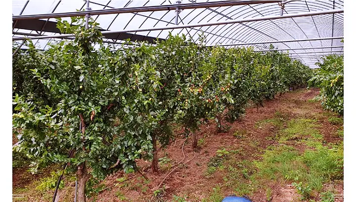 이만기 동네한바퀴 대추빵 대추파이 대추롤케이크 대추단팥빵 베이커리 카페 전국택배 온라인 주문 충북 보은 맛집 소개