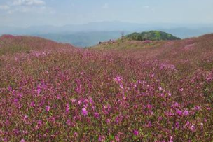 황매산 철쭉 개화상황