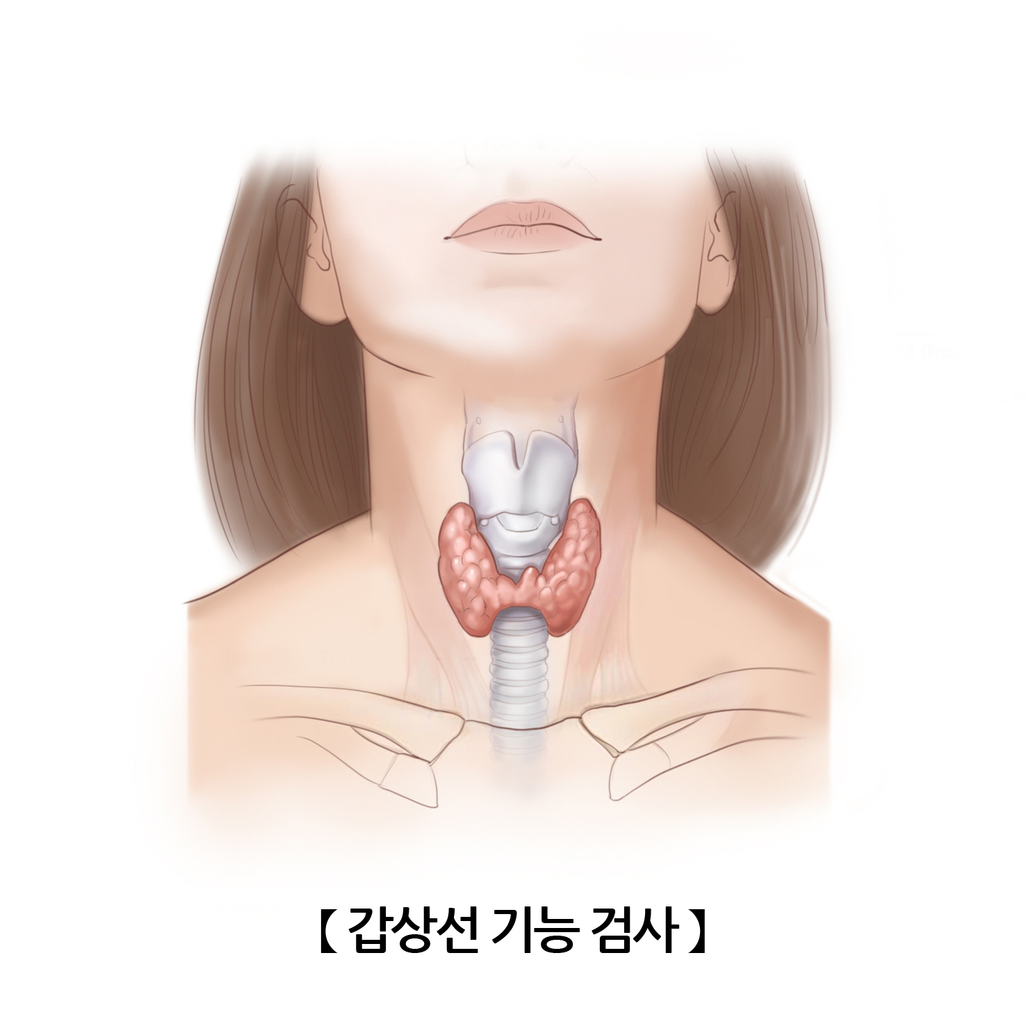 갑상선기능저하증 증상