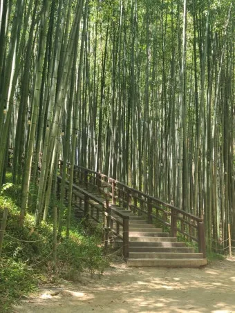 담양 죽녹원 소아르호텔 숙박 맛집_3
