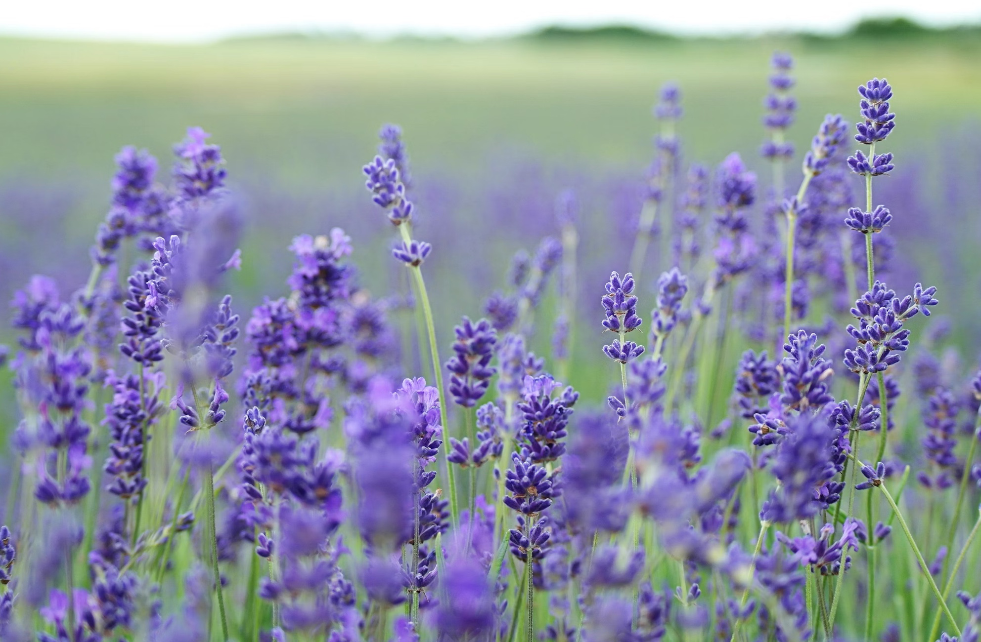 모기가 싫어하는 식물