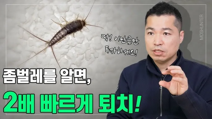 좀벌레 생기는 원인과 퇴치법 하얀벌레 제거 방법_3